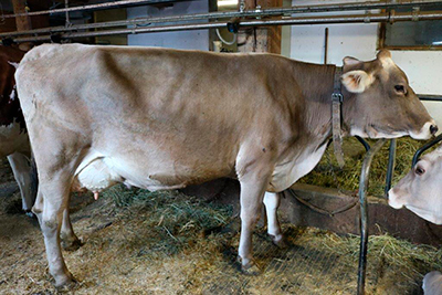 Braunvieh am Innerunterstellhof