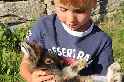 Hasen am Innerunterstellhof