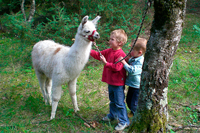 Kinder und Lamas