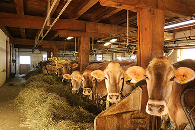 Stall am Innerunterstellhof