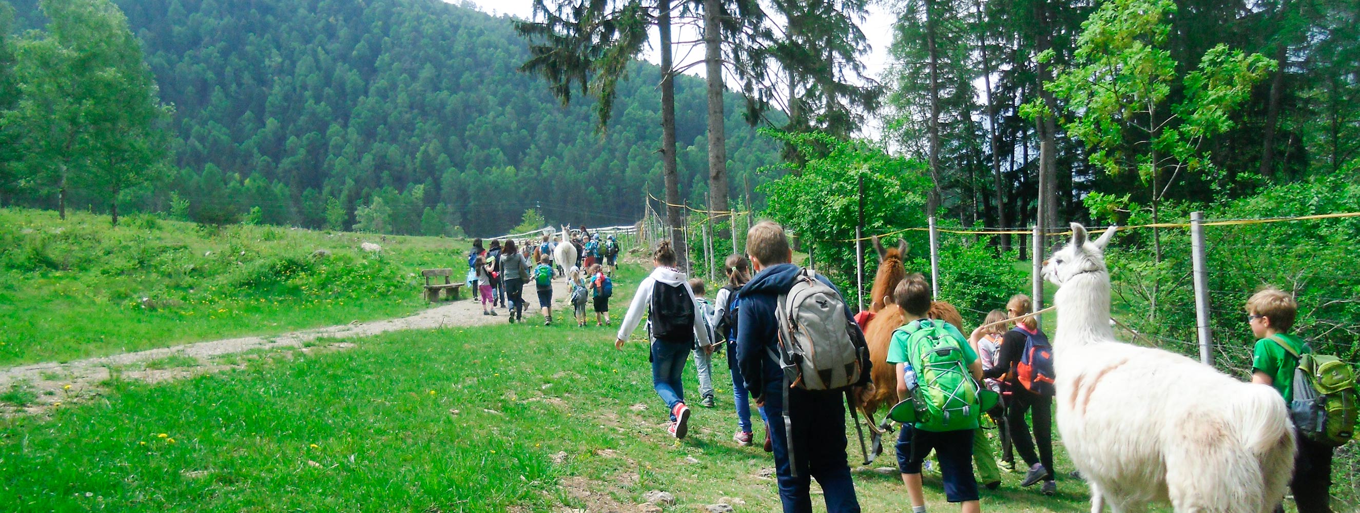 Lamas am Innerunterstellhof