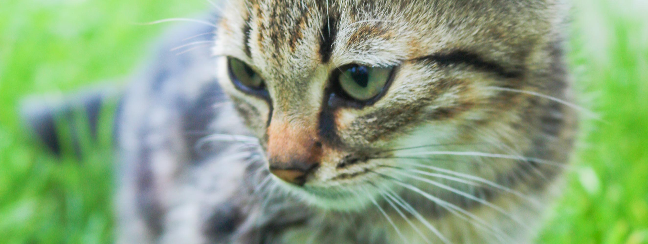 Tiere am Innerunterstellhof