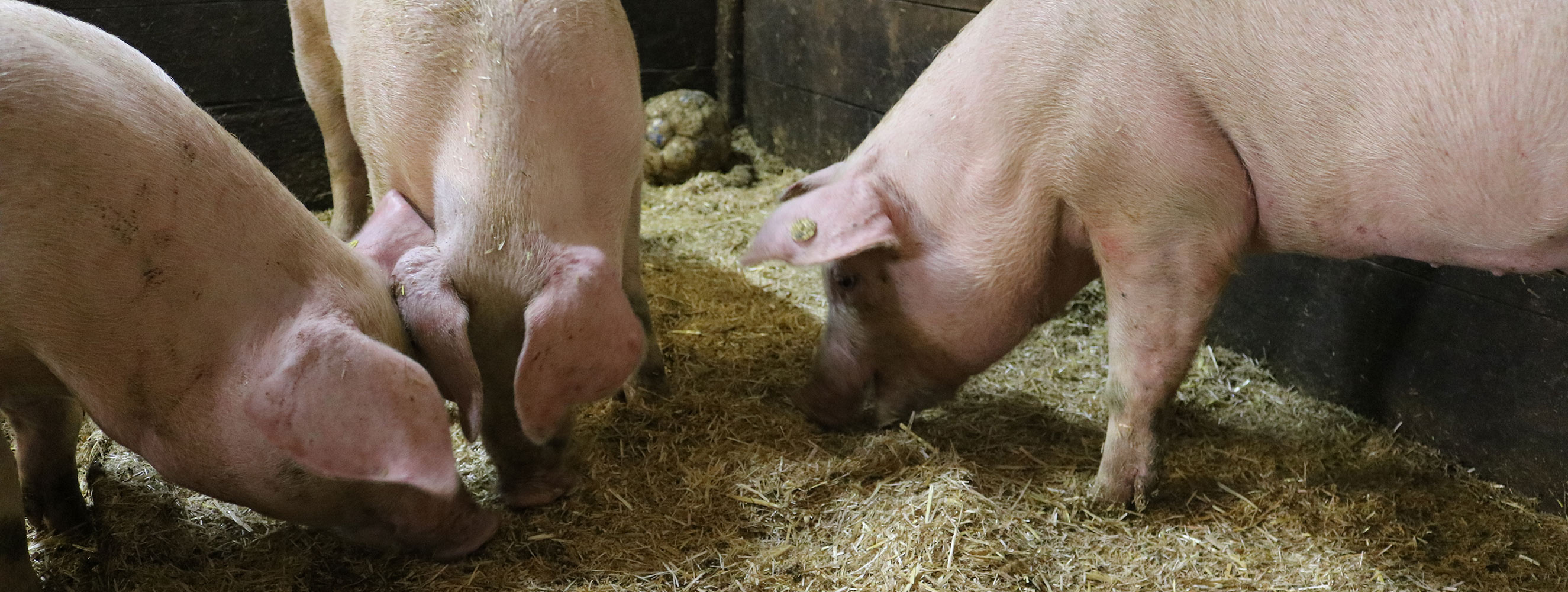 Tiere am Innerunterstellhof