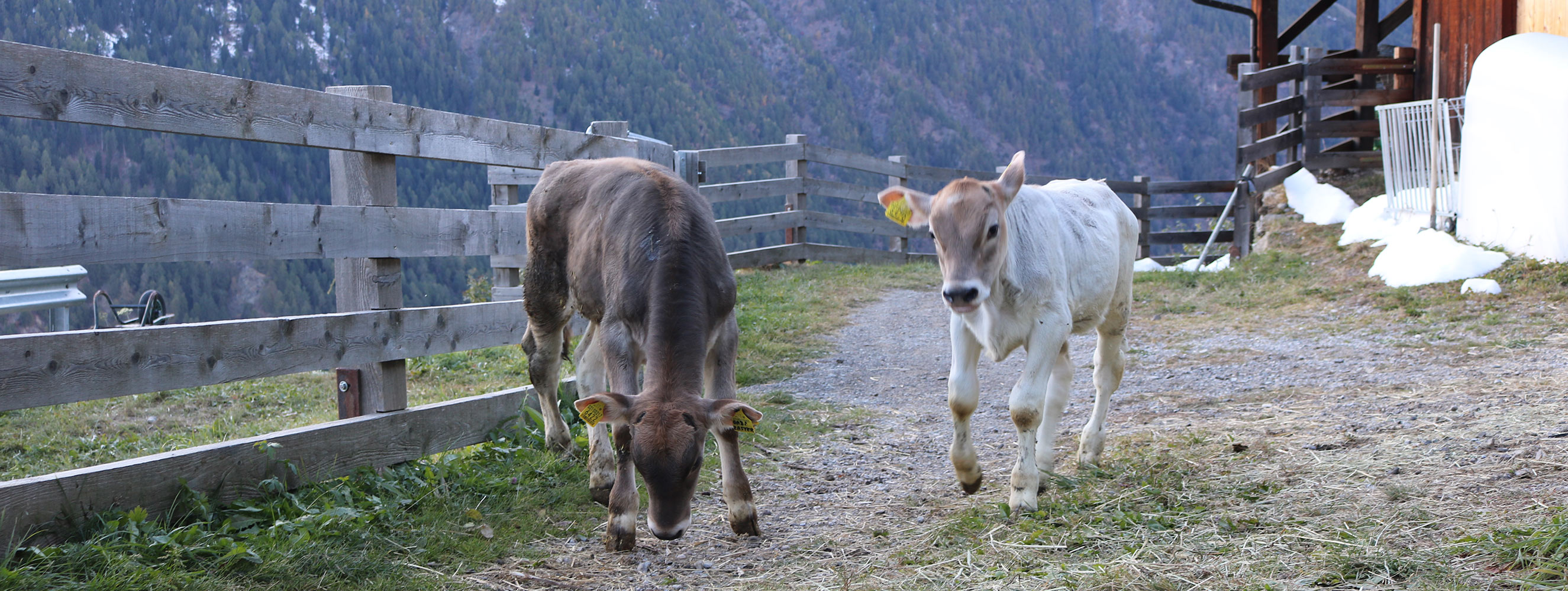 Tiere am Innerunterstellhof