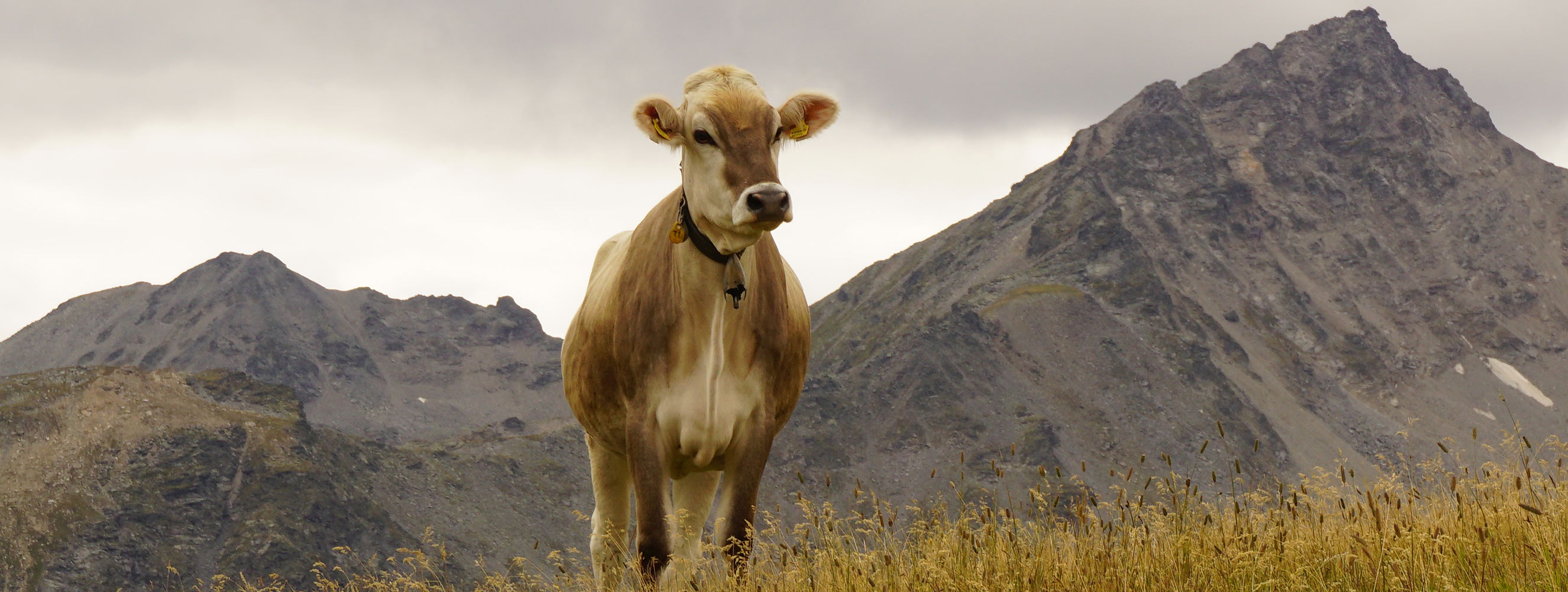 Tiere am Innerunterstellhof